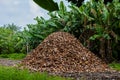Huge heap of coconuts peels Royalty Free Stock Photo