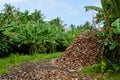Huge heap of old brown coconuts peels