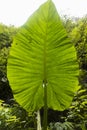 Big colocasia esculenta leaf, Indonesia