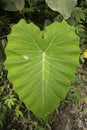 A huge heart-shaped leaf of the species Colocasia esculenta, Indonesia