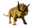 Triceratops horridus of the late Cretaceous period between 66 and 68 million years ago 3d render isolated on white background