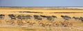 Huge herd of animals running across the African savannah in a panic