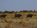 Huge herd of Cape Buffalo on Magadigadi Plains
