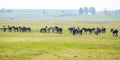 Huge herd of horses in the field. Belarusian draft horse breed. symbol of freedom and independence Royalty Free Stock Photo