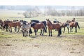 Huge herd of horses in the field. Belarusian draft horse breed. symbol of freedom and independence Royalty Free Stock Photo