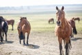 Huge herd of horses in the field. Belarusian draft horse breed. symbol of freedom and independence Royalty Free Stock Photo