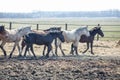 Huge herd of horses in the field. Belarusian draft horse breed. symbol of freedom and independence