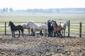 Huge herd of horses in the field. Belarusian draft horse breed. symbol of freedom and independence Royalty Free Stock Photo