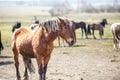 Huge herd of horses in the field. Belarusian draft horse breed. symbol of freedom and independence