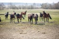 Huge herd of horses in the field. Belarusian draft horse breed. symbol of freedom and independence