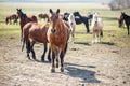 Huge herd of horses in the field. Belarusian draft horse breed. symbol of freedom and independence Royalty Free Stock Photo