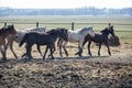 Huge herd of horses in the field. Belarusian draft horse breed. symbol of freedom and independence