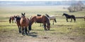 Huge herd of horses in the field. Belarusian draft horse breed. symbol of freedom and independence Royalty Free Stock Photo