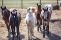 Huge herd of horses in the field. Belarusian draft horse breed. symbol of freedom and independence Royalty Free Stock Photo