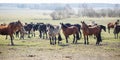 Huge herd of horses in the field. Belarusian draft horse breed. symbol of freedom and independence Royalty Free Stock Photo