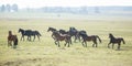 Huge herd of horses in the field. Belarusian draft horse breed. symbol of freedom and independence Royalty Free Stock Photo