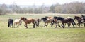 Huge herd of horses in the field. Belarusian draft horse breed. symbol of freedom and independence Royalty Free Stock Photo