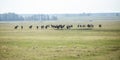 Huge herd of horses in the field. Belarusian draft horse breed. symbol of freedom and independence