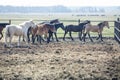 Huge herd of horses in the field. Belarusian draft horse breed. symbol of freedom and independence Royalty Free Stock Photo