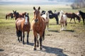 Huge herd of horses in the field. Belarusian draft horse breed. symbol of freedom and independence