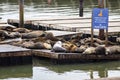 Huge herd of sea lions and seals on a dock at pier 39 of the Fisherman's Wharf in San Francisco Bay.