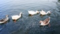 Huge herd of white geese on lake.