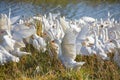 Huge herd of white geese running though the lake with plenty of water sprinkles.