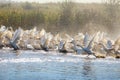 Huge herd of white geese running though the lake with plenty of water sprinkles. Royalty Free Stock Photo