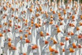 Huge herd of white geese watching in one direction Royalty Free Stock Photo