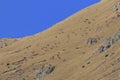 Huge herd of White-Lipped Deers Przewalskium albirostris or Thorold Deer in a mountainous Tibetan Area, China