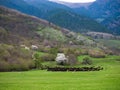 A huge Herd of wild sheep grazing in a meadow in the foothills of the mountains