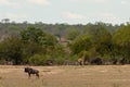 A huge herd of zebra on the savannah of the Serengeti National Park in Tanzania.