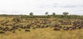 Huge herds of ungulates. Great migration of Kenya, Africa Royalty Free Stock Photo