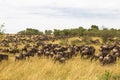 Huge herds of ungulates. Savannah of Masai Mara. Kenya, Africa Royalty Free Stock Photo