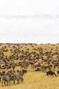 Huge herds of ungulates on the Serengeti plains. Kenya, Africa Royalty Free Stock Photo