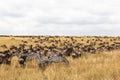 Huge herds of ungulates on the Serengeti plains. Masai Mara savanna. Kenya, Africa Royalty Free Stock Photo