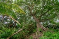Huge high beautiful ancient tree at the hill in the tropical rainforest at Landhoo island at Noonu atoll