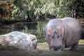 A huge hippo hippopotamus standing near a pond of water