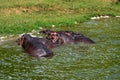 A group of hippopotamus in the Kazing channel waters