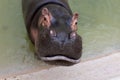 A huge hippopotamus in the water opens its mouth with sawed-off fangs. Wild animals in their natural habitat. African wildlife. Royalty Free Stock Photo