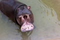 A huge hippopotamus in the water opens its mouth with sawed-off fangs. Wild animals in their natural habitat. African wildlife. Royalty Free Stock Photo