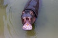 A huge hippopotamus in the water opens its mouth with sawed-off fangs. Wild animals in their natural habitat. African wildlife. Royalty Free Stock Photo