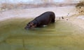 A huge hippopotamus in the water opens its mouth with sawed-off fangs. Wild animals in their natural habitat. African wildlife. Royalty Free Stock Photo