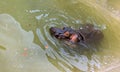 A huge hippopotamus in the water opens its mouth with sawed-off fangs. Wild animals in their natural habitat. African wildlife. Royalty Free Stock Photo