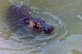 A huge hippopotamus in the water opens its mouth with sawed-off fangs. Wild animals in their natural habitat. African wildlife. Royalty Free Stock Photo