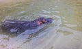 A huge hippopotamus in the water opens its mouth with sawed-off fangs. Wild animals in their natural habitat. African wildlife. Royalty Free Stock Photo