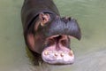 A huge hippopotamus in the water opens its mouth with sawed-off fangs. Wild animals in their natural habitat. African wildlife. Royalty Free Stock Photo