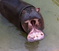 A huge hippopotamus in the water opens its mouth with sawed-off fangs. Wild animals in their natural habitat. African wildlife. Royalty Free Stock Photo