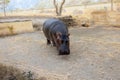 A huge hippopotamus in the water opens its mouth with sawed-off fangs. Wild animals in their natural habitat. African wildlife. Royalty Free Stock Photo