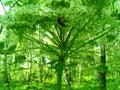 A huge hogweed in the jungle thickets Royalty Free Stock Photo